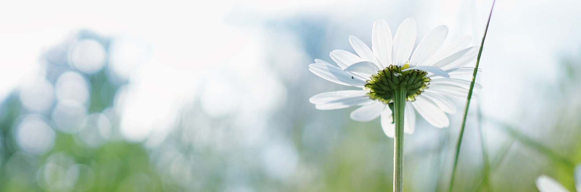 Hair Care Website Template